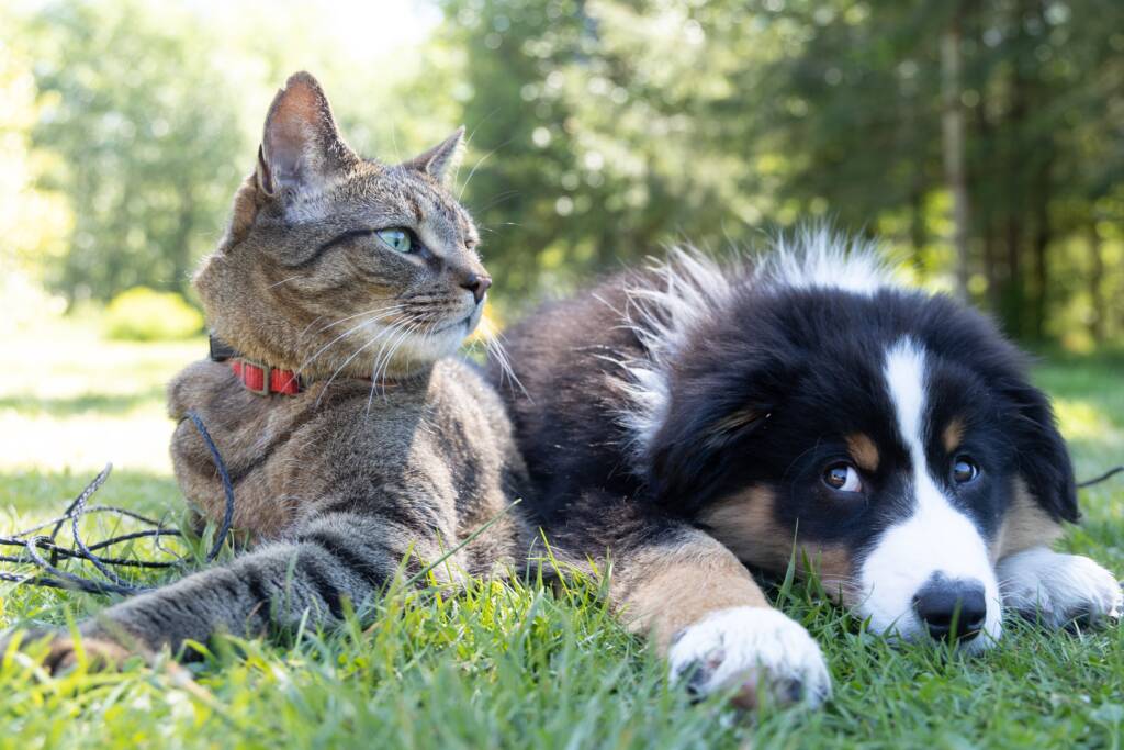 Cat and dog lying next to each other