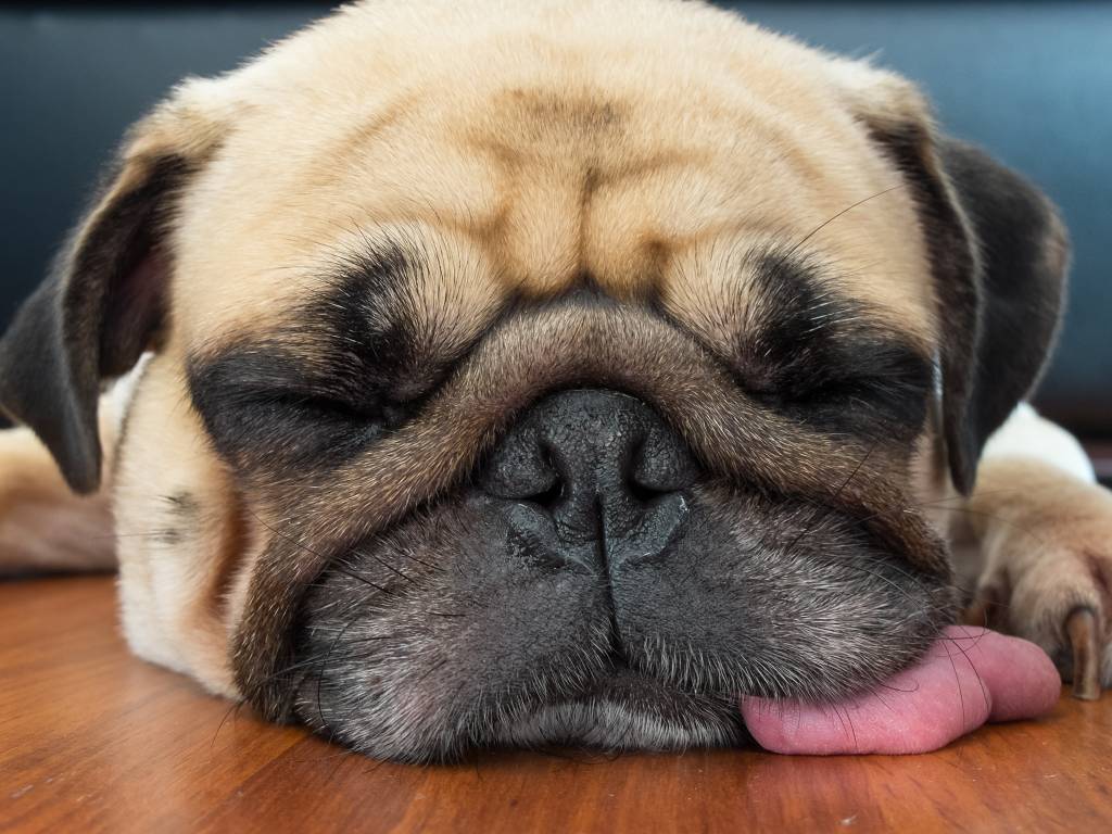 Close up face of Cute pug puppy dog sleeping on laminate floor