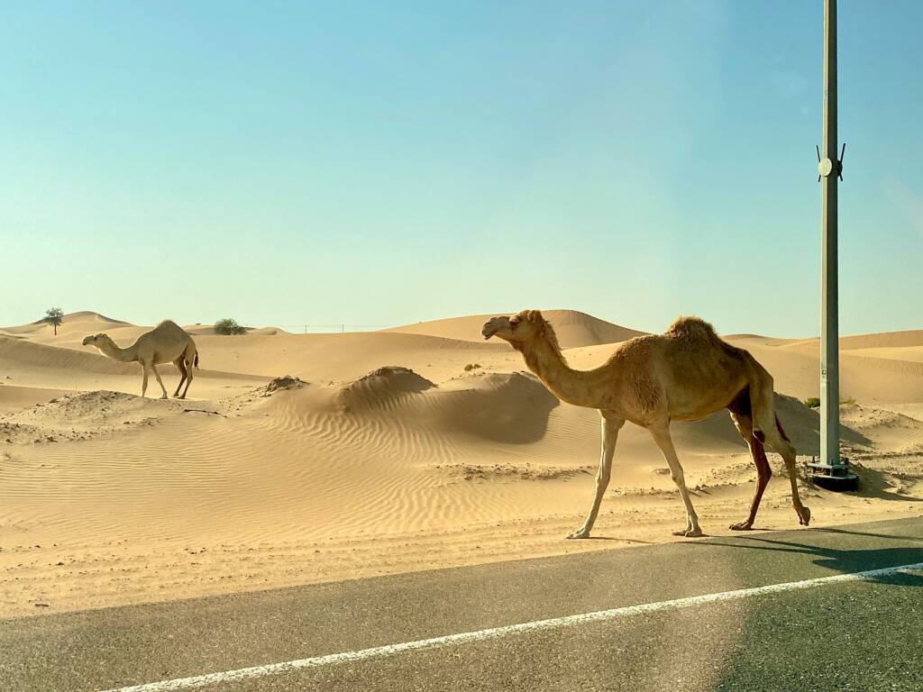 Camels on the road of Abu Dhabi, showing wildlife in this eco friendly city.